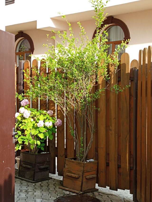 Мини-отель Лаза Лазаревское-82